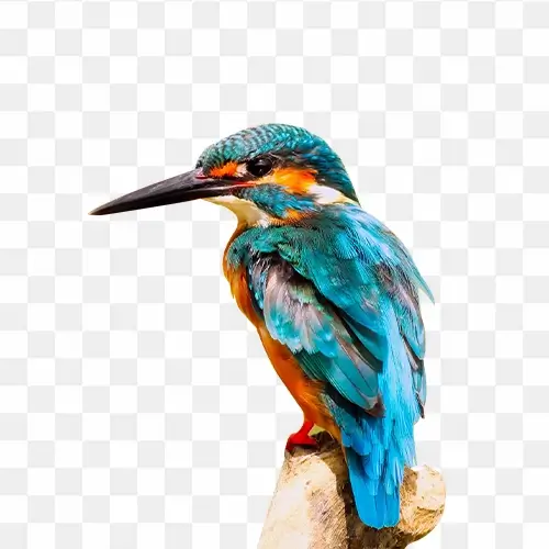 Kingfisher png hd